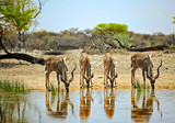 Fototapeta Sawanna - Four kudu drinking at a waterhole in Etosha, Africa