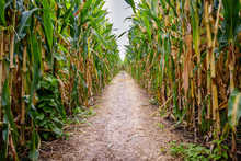 A Corn Maze Or Maize Maze Is A Maze Cut Out Of A Corn Field. The First Corn Maze Was In Annville, Pennsylvania. Corn Mazes Have Become Popular Tourist Attractions In North America.