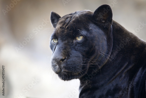Fotografía Panther. The Moscow zoo.