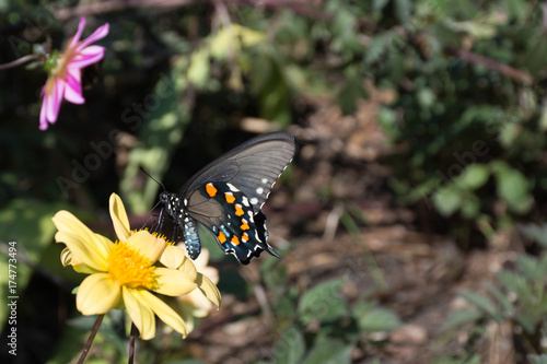 Zdjęcie XXL Swallowtail Buterfly na Żółtym płatka kwiacie