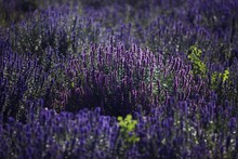 Lavender (Lavandula Angustifolia), Plateau De Valensole, Departement Alpes-de-Haute-Provence, France, Europe