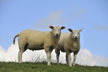 Two Sheep On A Dyke, Soehnke Nissen Koog, North Frisia, Schleswig-Holstein, Germany, Europe