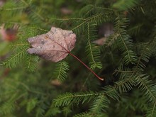 Fallen Maple Leaf Covered With Dew Drops On Balsam Fir (Abies Balsamea), Ontario, Canada, North America