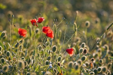 Corn poppies, red poppies (Papaver rhoeas) and a spider web, Tuscany, Italy, Europe