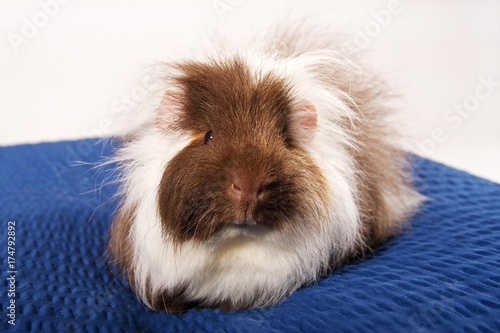 swiss teddy guinea pig