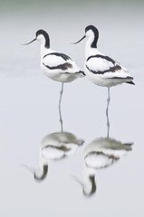 Pied Avocets (Recurvirostra avosetta), Island of Texel, Holland, The Netherlands, Europe