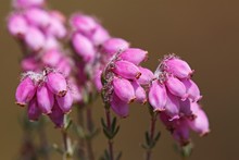Flowering Cross-Leaved Heath (Erica Tetralix)