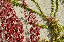Virginia Creeper Or Five-leaved Ivy (Parthenocissus Quinquefolia "Engelmannii") And Japanese Creeper, Boston Ivy, Grape Ivy, Japanese Ivy (Parthenocissus Tricuspidata) On A House Wall