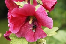 Bumblebee (Bombus) Covered In Pollen On A Hollyhook (Alcea Rosea)