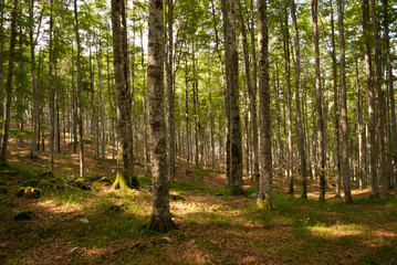 Wall Mural - Great forests