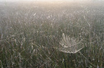 Spiderweb in the bog