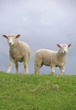 Lambs on the dyke of the Elbe river at Kollmar, Schleswig-Holstein, Germany, Europe