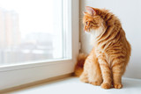 Fototapeta Koty - Cute ginger cat siting on window sill and waiting for something. Fluffy pet looks in window.