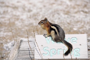 Wall Mural - Golden-mantled ground squirrel (Spermophilus lateralis, Callospermophilus lateralis) sitting on a sign at the Wave Spring Geyser, Yellowstone National Park, Wyoming, United States of America, USA, North America