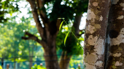 Agarwood tree in the nature