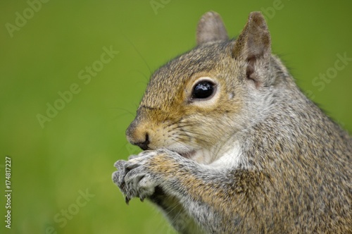 Vászonkép Gray squirrel (Sciurus carolinensis) eating