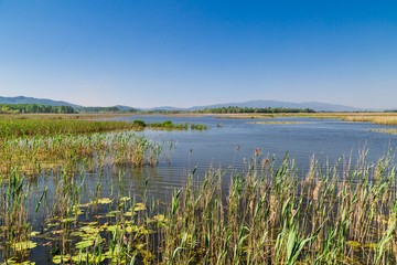 Poster - Efteni Lake in Summer Day