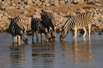 Canvas Print - Steppen Zebras am Wasserloch, Burchell's Zebra, Etosha Nationalpark, Namibia, (Equus burchelli)