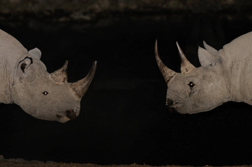 Wall Mural - Spitzmaulnashörner doppel Portrait, Etosha Nationalpark, Namibia