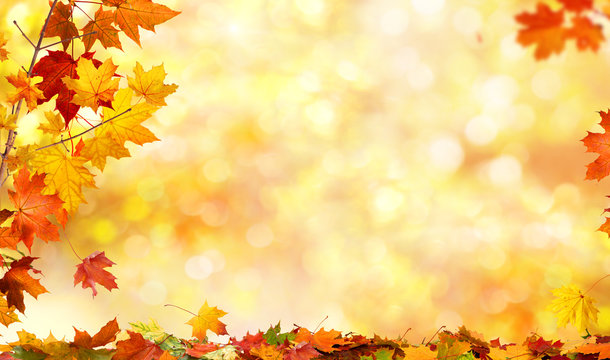 autumn background with maple leaves