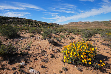 Wall Mural - Desert landscape with wild flowers, Namaqualand, Northern Cape, South Africa .