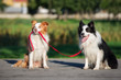 © otsphoto - funny border collie dog holding another dog on a leash