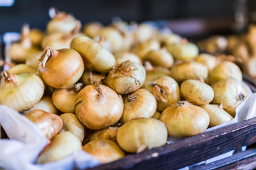 Macro closeup of small, sweet Cipollini Onions