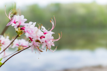 Wall Mural - Macro closeup of pink rhododendron flowers showing closeup texture