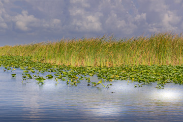 Wall Mural - Everglades