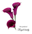 Realistic violet calla lily. The symbol of Royal beauty.