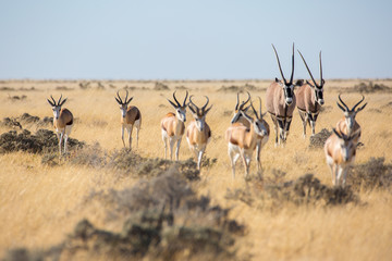 Wall Mural - Etosha wilderness, Namibia, Africa