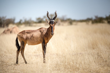 Wall Mural - Etosha Wilderness, Namibia, Africa