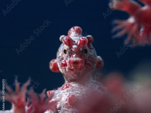 Fotomural Pygmy Seahorse, Zwergseepferdchen (Hippocampus bargibanti)