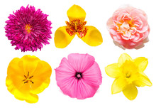 Flowers Collection Of Assorted Chrysanthemum, Tigridia, Mallow, Rose, Tulip, Narcissus Isolated On White Background. Flat Lay, Top View