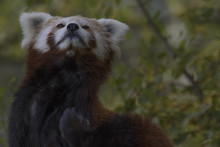 Red Panda Behaviour, Scratching, Yawning, Ailurus Fulgens