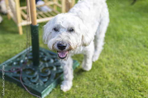 Beautiful And Playful White Haired Wheaten Terrier Happily Runs