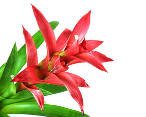 Canvas Print - Red Guzmania flower on white background