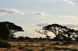 Fototapeta Sawanna - The African landscape. Kenya