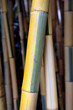 Bamboo bambusa vulgaris close-up in the park of the bamboo plantation of Anduze