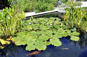 Wall Mural - water lilies in a basin of the Anduze bamboo plantation