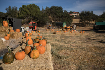 patch land