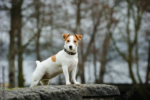 Fotografie, Obraz Jack Russell Terrier standing on rock wall