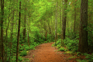  a picture of an Pacific Northwest forest trail