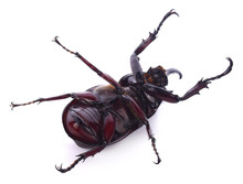 Beetles In Nature ,Rhino Beetle (Dynastinae)