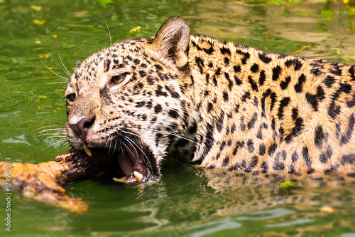 Plakat Leopard jest z natury szczęśliwy.