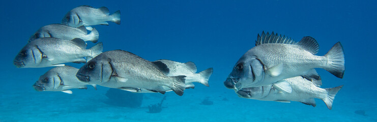 Group of grey sweetlips swimming in the same direction with a blue background. These fish inhabit lady elliot island on the gret nerrier eef n Australia.