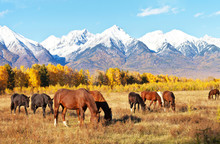 The Herd Of Horses On The Foothill Valley On A Yellow Meadow At A Sunny Autumn Day