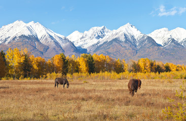 Wall Mural - Horses graze in a meadow in a foothill valley on a sunny autumn day