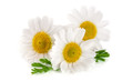 © kolesnikovserg - Three chamomile or daisies with leaves isolated on white background
