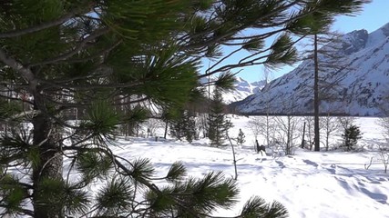 Wall Mural - winter landscape with cedar tree and high mountains covered snow
